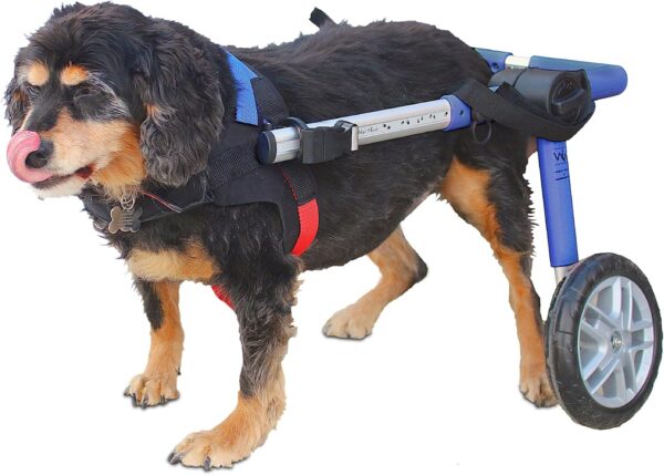 Walkin' Wheels Dog Wheelchair, Medium Dogs, 26-49 lbs